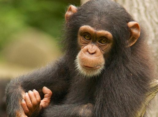 File:Chimpanzee VIII (13945323981).jpg - Wikimedia Commons