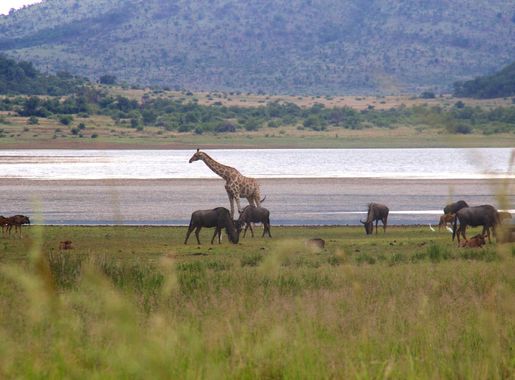 File:Animals at Pilanesberg National Park 4.jpg - Wikimedia Commons