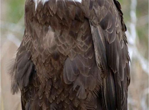 Free picture: adult, bald, eagle, bird, perching, branch