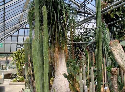 File:Plantentuingent22042008 (2).JPG - Wikimedia Commons