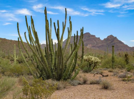 File:Organ Pipe Cactus National Monument 8.jpg - Wikimedia Commons