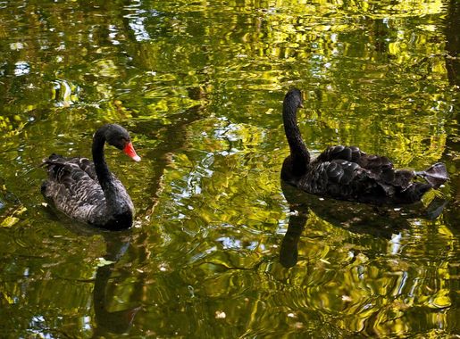 File:Cygnus atratus -Cismigiu Gardens, Bucharest, Romania -two  swimming-8a.jpg - Wikimedia Commons