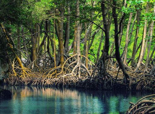 File:Dominican republic Los Haitises mangroves.jpeg - Wikimedia Commons
