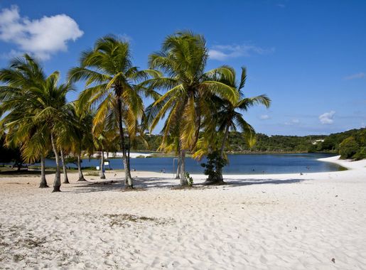 File:Coqueiros no Abaeté.jpg - Wikimedia Commons