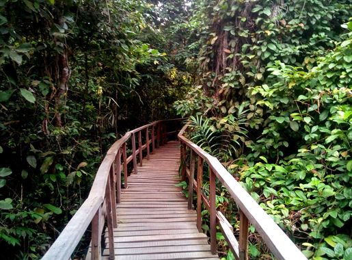 File:Wood Walkway, Lekki Conservation Center Lagos.jpeg - Wikimedia Commons