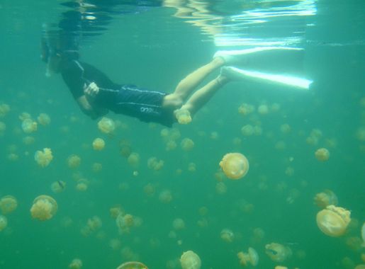 File:Snorkeling with Jellyfish.jpg - Wikipedia