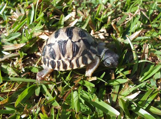 Fichier:Astrochelis radiata young (7 d).JPG — Wikipédia