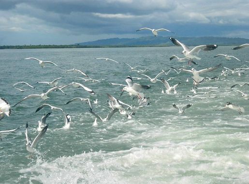File:Sea Gull at Naaf River.JPG - Wikimedia Commons