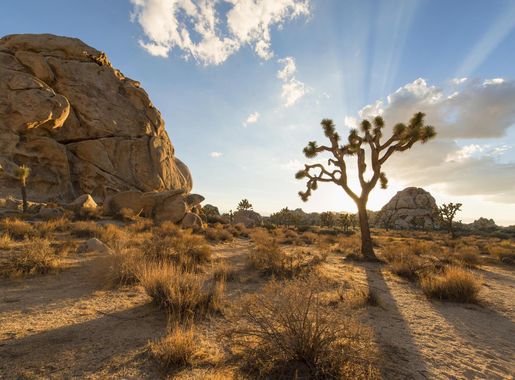 File:JOSHUA TREE NATIONAL PARK (15112433079).jpg - Wikimedia Commons