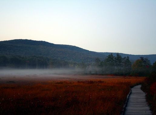 File:Cranberry-glades-fog-1 - West Virginia - ForestWander.jpg - Wikimedia  Commons