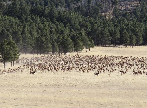 Fall Elk Hunts Increase at Valles Caldera - Valles Caldera National  Preserve (U.S. National Park Service)
