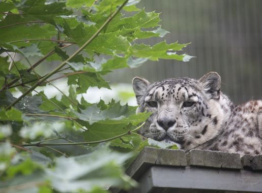 File:Snow leopard in Korkeasaari Zoo.jpg - Wikipedia