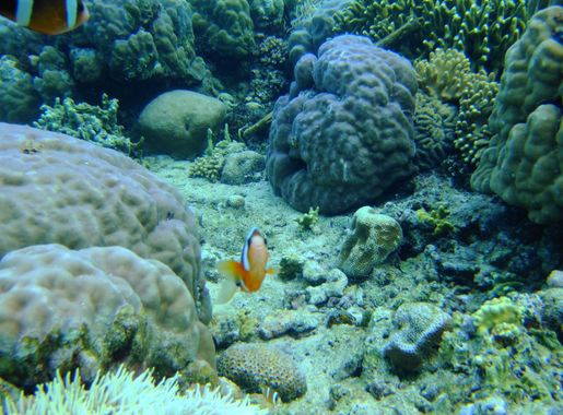 File:Bunaken Marine Park (10).JPG - Wikimedia Commons