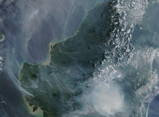 Peat swamp forest - Wikipedia