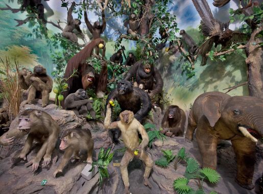 Berkas:Primate Taxidermy, Rahmat International Wildlife Museum and Gallery.jpg  - Wikipedia bahasa Indonesia, ensiklopedia bebas