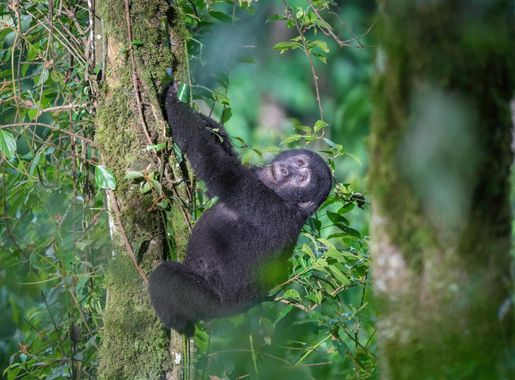 File:064 Mountain gorilla climbing a tree at Bwindi Impenetrable Forest National  Park Photo by Giles Laurent.jpg - Wikimedia Commons