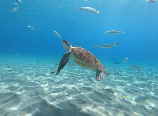 File:Green Sea Turtle, Curaçao.jpg - Wikimedia Commons