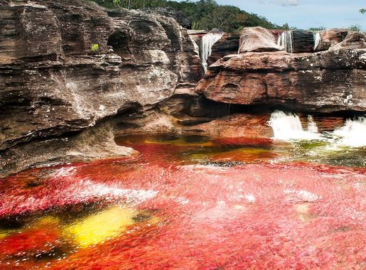 Archivo:Caño Cristales - La Macarena, Meta, Colombia (Sector conocido como  Los Ochos).jpg - Wikipedia, la enciclopedia libre