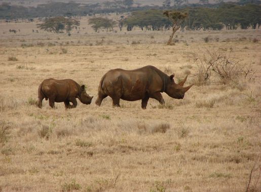 File:Black Rhinos Profile.jpg - Wikimedia Commons
