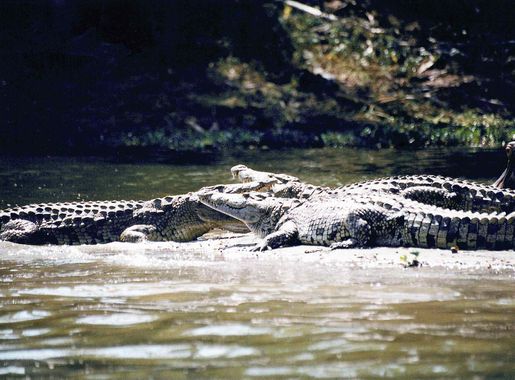 Liwonde National Park - Wikipedia