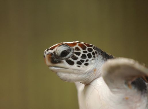 Free Images : hand, beach, nature, sand, ocean, animal, cute, wildlife, wild,  young, beak, biology, small, island, asia, sea turtle, reptile, black,  baby, fauna, marine life, gecko, start, close up, hatchling, crawl,