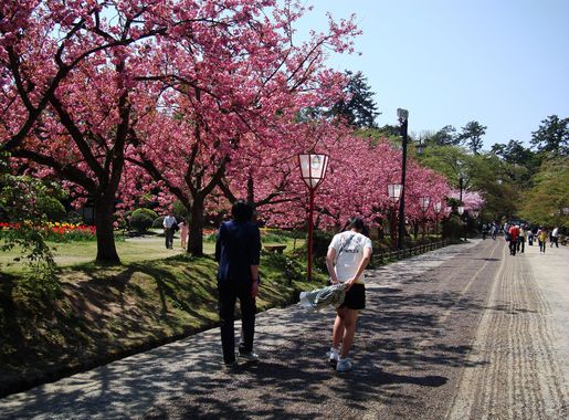 File:Cherry blossoms in Hirosaki castle park - panoramio.jpg - Wikimedia  Commons