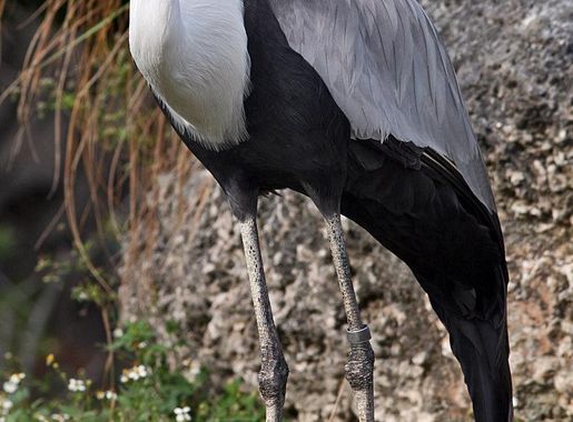 Archivo:Wattled Crane 1400.jpg - Wikipedia, la enciclopedia libre
