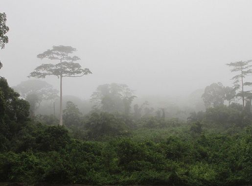 File:Taï National Park (24148248710).jpg - Wikipedia