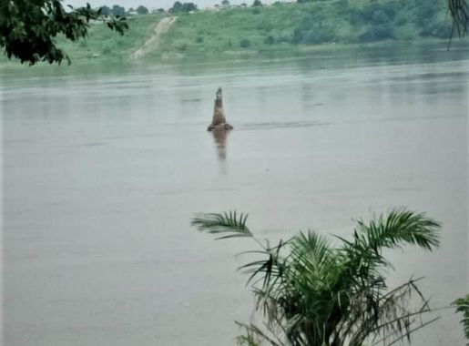 File:Congo river with a stump in the middle.jpg - Wikimedia Commons