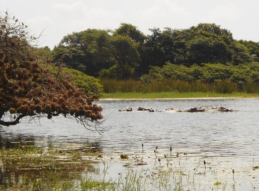 File:Lagoa com hipopótamos 03 (cropped).jpg - Wikimedia Commons