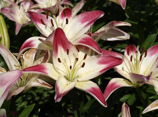 File:Lily Festival 2009 Neepawa Manitoba Canada (16).JPG - Wikimedia Commons