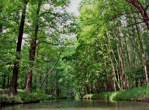 File:Spreewald 4.jpg - Wikimedia Commons