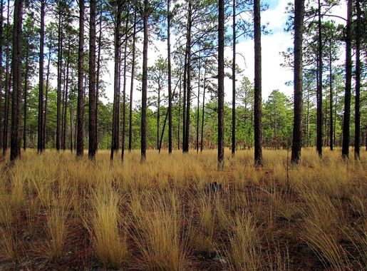 File:Pine Forest Weymouth Woods SP NC 5211 (6689471107) (2).jpg - Wikimedia  Commons