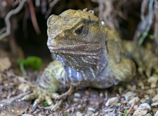 File:Tuatara at Zealandia EcoSanctuary.jpg - Wikimedia Commons