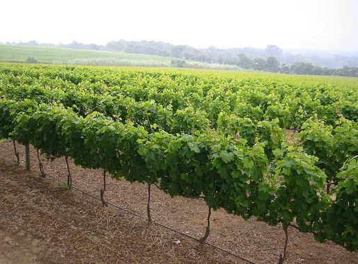 File:Groot Contstantia vineyard.jpg - Wikimedia Commons