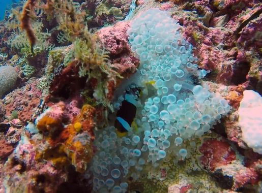 More Maldives Diving on Vimeo