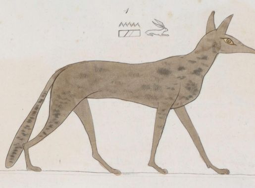 Canis lupaster - Wikipedia