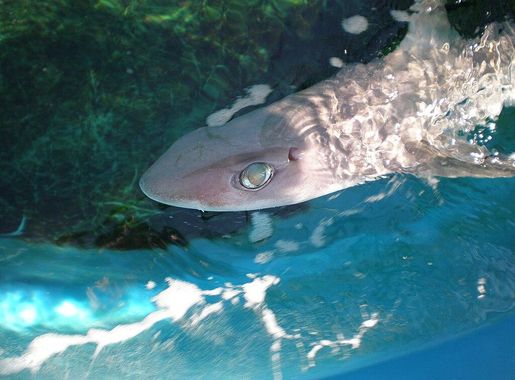 Fichier:Squalus bucephalus JNC2621 Alive.JPG — Wikipédia