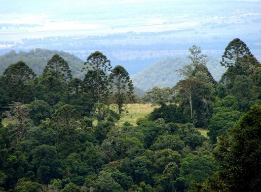 File:Araucaria bidwillii trees.jpg - Wikimedia Commons