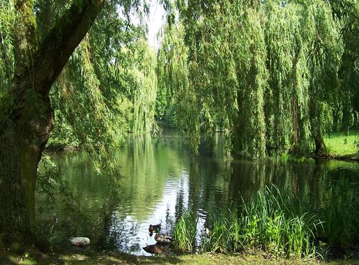Datei:Eimsbüttler Park Am Weiher.jpg – Wikipedia