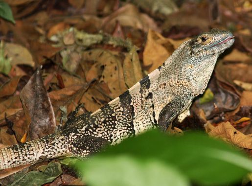 File:Spiny-tailed black iguana Carara.JPG - Wikimedia Commons
