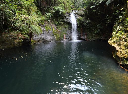 File:Cockscomb Basin Wildlife Sanctuary 20.JPG - Wikimedia Commons