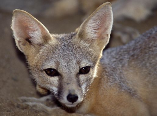 File:San Joaquin Kit fox B-40-13 08 20 1993.jpg - Wikimedia Commons