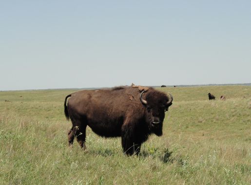 File:Bison, Fort Niobrara National Wildlife Refuge (6450002667).jpg -  Wikimedia Commons