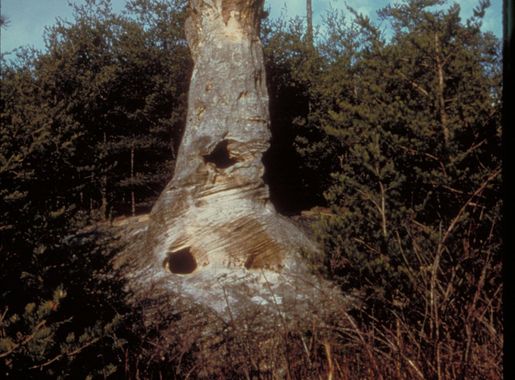 File:Big South Fork National River and Recreation Area, Kentucky and  Tennessee (3e55d5c6-7ab8-40c8-88d8-db1793600144).jpg - Wikimedia Commons