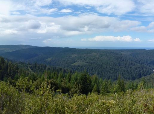 File:Redwood Creek Overlook.jpg - Wikipedia