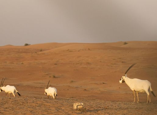 File:Three Arabian Oryx in a desert landscape.png - Wikipedia