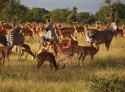 File:Zebras and Impalas - Mikumi National Park - Tanzania (8891661171).jpg  - Wikimedia Commons