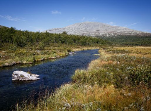 Fil:Grothogna Femundsmarka.jpg – Wikipedia