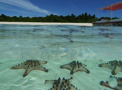 File:Starfish in lagoon on Pom Pom Island, Celebes resort, Sabah.JPG -  Wikimedia Commons